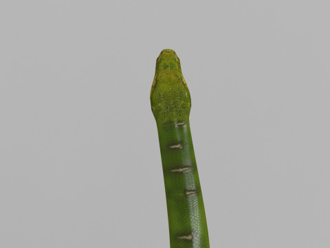 Pro Green Boa Snake - 8k - 3d animated Modelo 3D