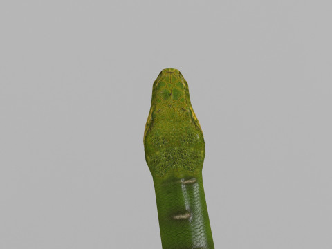 Pro Green Boa Snake - 8k - 3d animated Modelo 3D