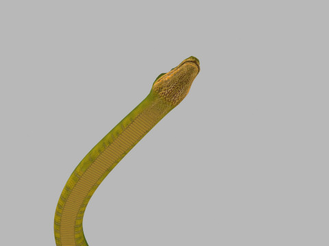 Pro Green Boa Snake - 8k - 3d animated Modelo 3D