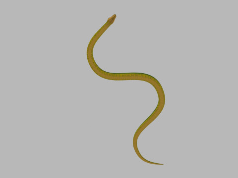 Pro Green Boa Snake - 8k - 3d animated Modelo 3D
