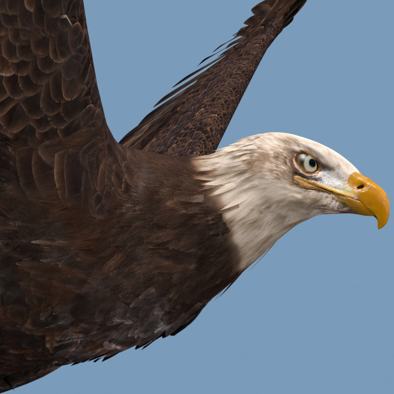 Pro Bald Eagle - 8k - 3d animated 3D Model .c4d .max .obj .3ds .fbx .stl .blend