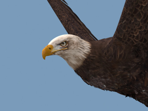 Pro Bald Eagle - 8k - 3d animated 3D Model