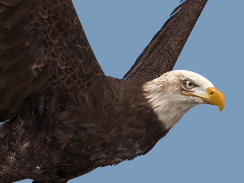 Pro Bald Eagle - 8k - 3d animated 3D Model