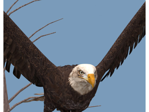 Pro Bald Eagle - 8k - 3d animated 3D Model