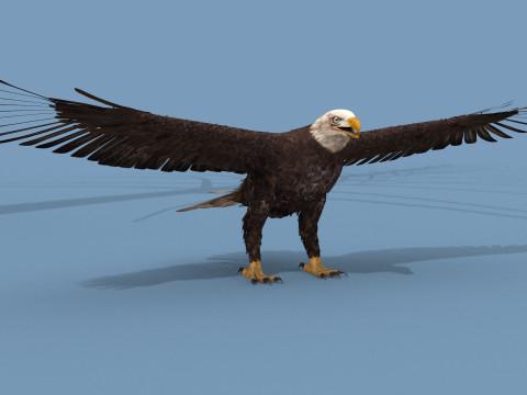 Pro Bald Eagle - 8k - 3d animated 3D Model