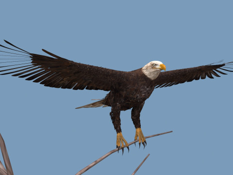 Pro Bald Eagle - 8k - 3d animated 3D Model