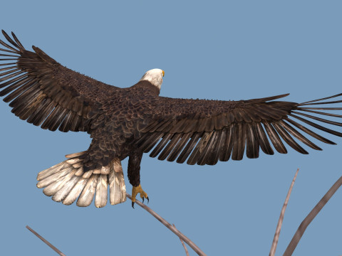 Pro Bald Eagle - 8k - 3d animated 3D Model