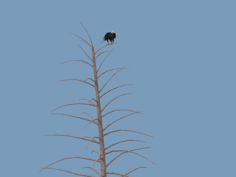 Pro Bald Eagle - 8k - 3d animated 3D Model