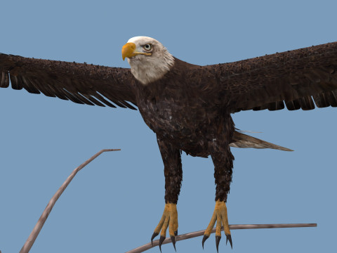 Pro Bald Eagle - 8k - 3d animated 3D Model