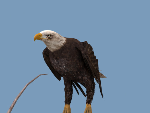 Pro Bald Eagle - 8k - 3d animated 3D Model