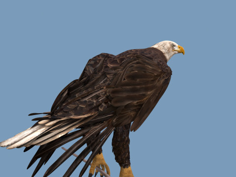 Pro Bald Eagle - 8k - 3d animated 3D Model