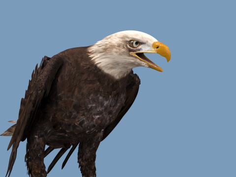 Pro Bald Eagle - 8k - 3d animated 3D Model