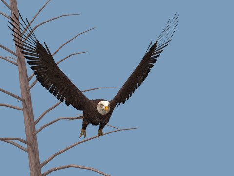 Pro Bald Eagle - 8k - 3d animated 3D Model