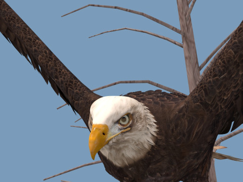 Pro Bald Eagle - 8k - 3d animated 3D Model