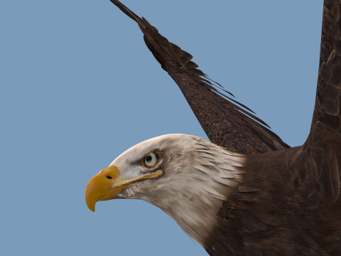Pro Bald Eagle - 8k - 3d animated 3D Model