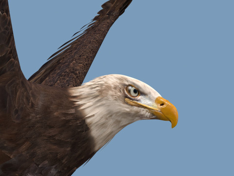 Pro Bald Eagle - 8k - 3d animated 3D Model
