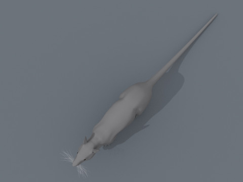쥐 쥐 모양 3D 모델