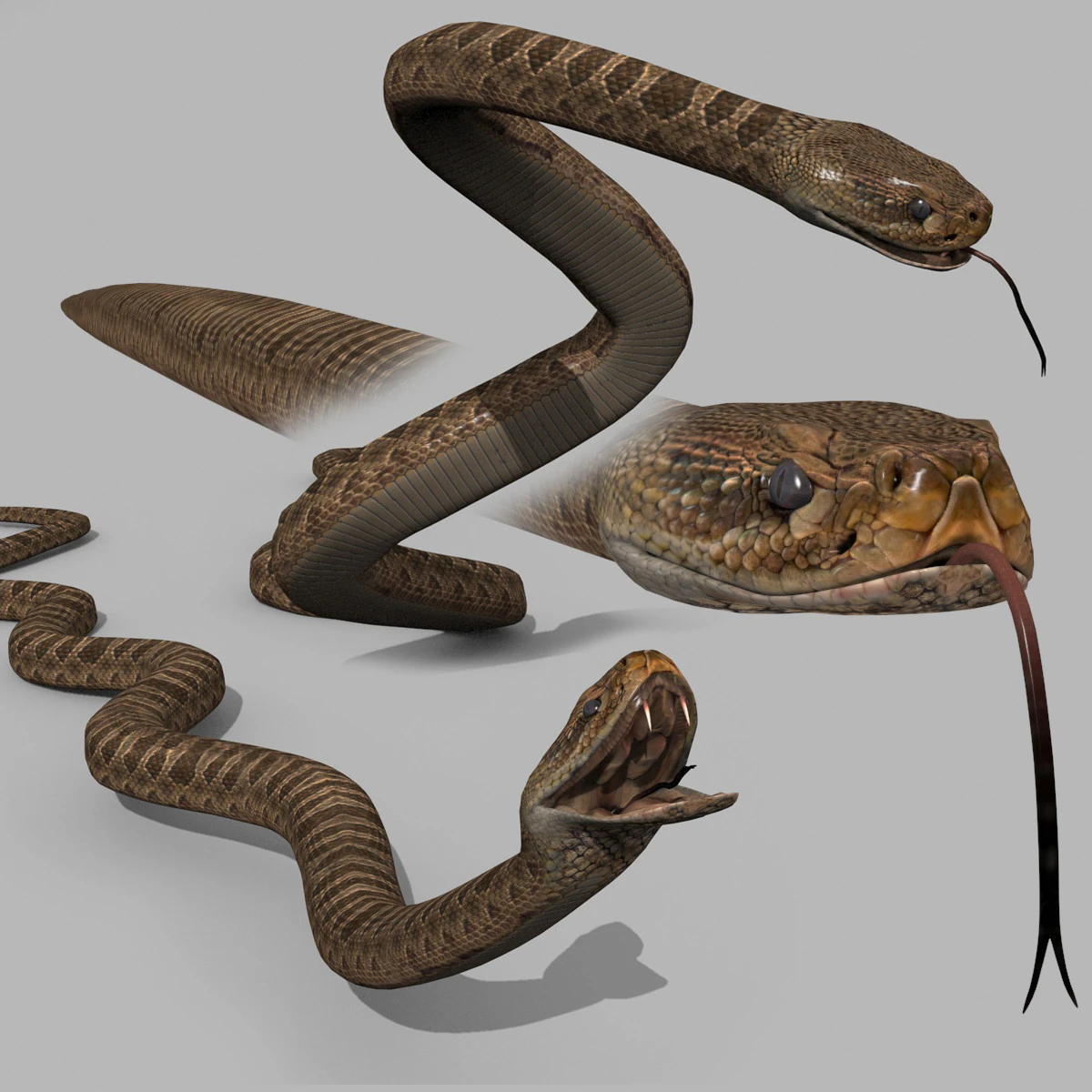 Pro Rattlesnake Snake - 8k - 3d animated 3D Model .c4d .max .obj .3ds .fbx .stl .blend 