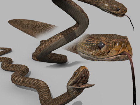 Pro Çıngıraklı Yılan Yılanı - 8k - 3d animasyonlu 3D Model