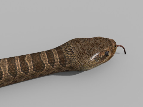 Ular Ular Pro - 8k - animasi 3d Model 3D