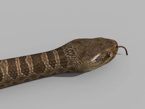 Pro Rattlesnake Snake - 8k - 3d animated 3D Model