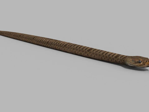 Pro Rattlesnake Snake - 8k - 3d animated 3D Model
