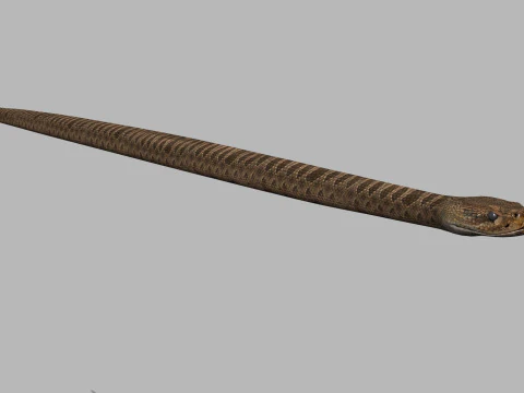 Pro Rattlesnake Snake - 8k - 3d animated 3D Model