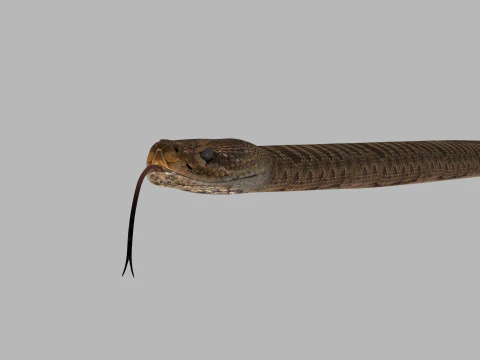 Pro Rattlesnake Snake - 8k - 3d animated 3D Model