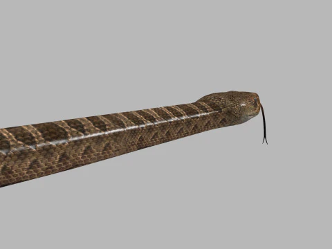 Pro Rattlesnake Snake - 8k - 3d animated 3D Model