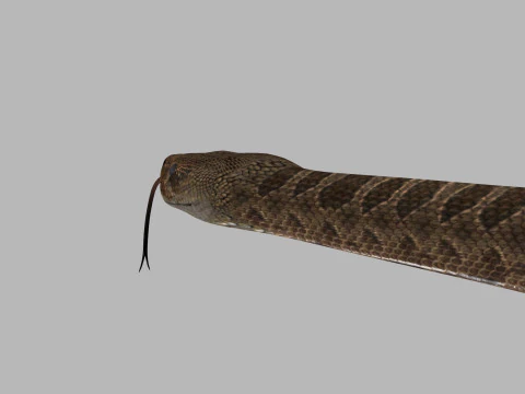 Pro Rattlesnake Snake - 8k - 3d animated 3D Model