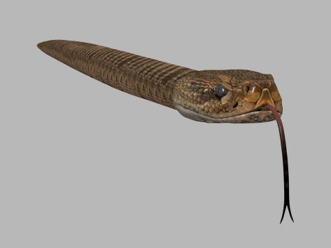Pro Rattlesnake Snake - 8k - 3d animated 3D Model