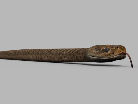 Pro Rattlesnake Snake - 8k - 3d animated 3D Model