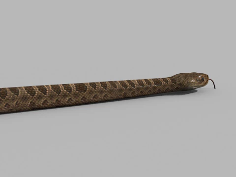 Pro Rattlesnake Snake - 8k - 3d animated 3D Model