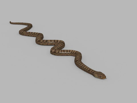 Pro Rattlesnake Snake - 8k - 3d animated 3D Model