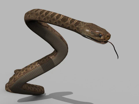 Pro Rattlesnake Snake - 8k - 3d animated 3D Model