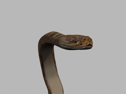Pro Rattlesnake Snake - 8k - 3d animated 3D Model