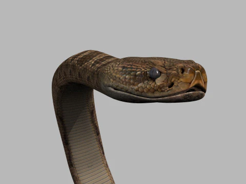 Pro Rattlesnake Snake - 8k - 3d animated 3D Model