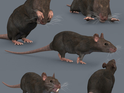 Top Rat – 8k – 3D-animierte Maus 3D Modell