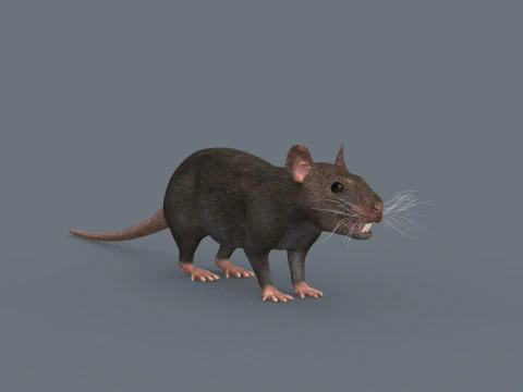 Top Rat - 8k - 3d animated mouse 3D Model