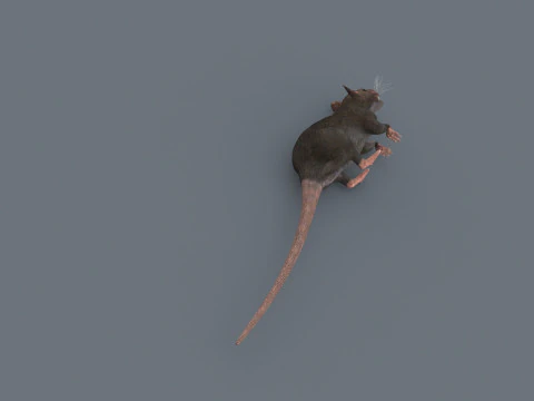 Top Rat - 8k - 3d animated mouse 3D Model