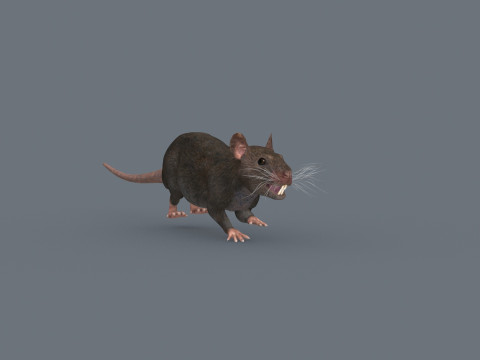 Top Rat - 8k - 3D アニメーション マウス 3Dモデル
