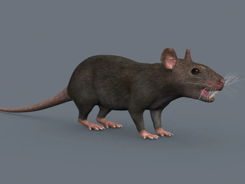 Top Rat - 8k - 3d animated mouse 3D Model