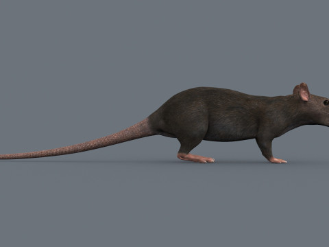 Top Rat - 8k - 3D アニメーション マウス 3Dモデル