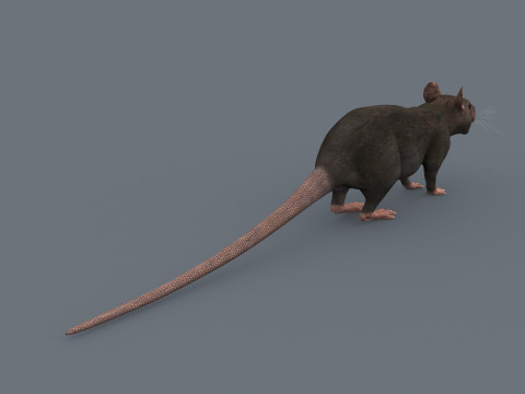 Top Rat - 8k - 3D アニメーション マウス 3Dモデル