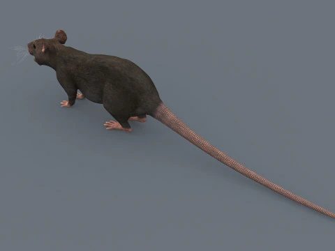 Top Rat - 8k - 3d animated mouse 3D Model