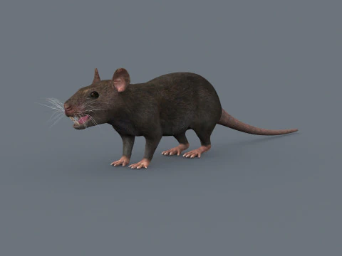 Top Rat - 8k - 3d animated mouse 3D Model