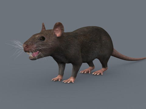 Top Rat - 8k - 3D アニメーション マウス 3Dモデル