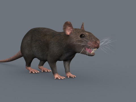 Top Rat - 8k - 3D アニメーション マウス 3Dモデル