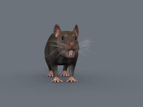 Top Rat - 8k - 3D アニメーション マウス 3Dモデル