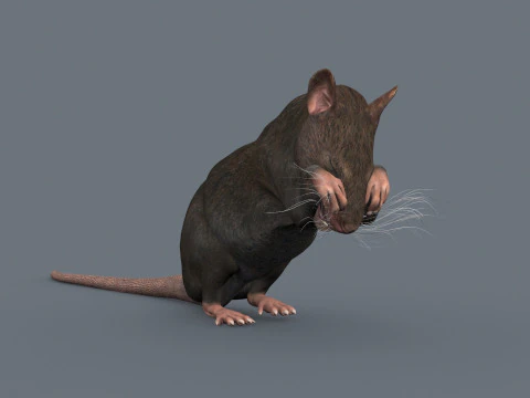 Top Rat - 8k - 3d animated mouse 3D Model